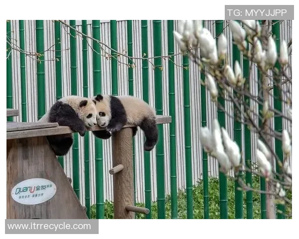 足球明星与可爱熊猫亲密合影高清图片分享让人心动不已