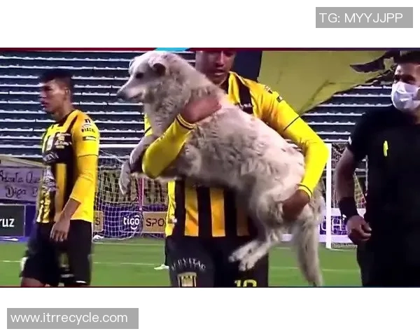 足球明星与狗的不同之处：从训练到忠诚的深度解析